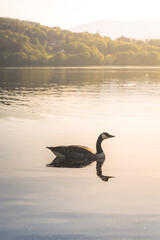 goose on the lake