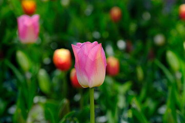Fototapeta premium Beautiful tulip flower on a blurred background, close-up