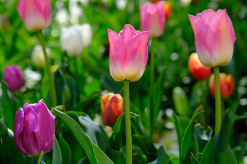 Beautiful pink tulips on a blurred background, close-up