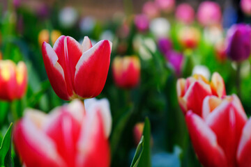 Fototapeta premium Beautiful red tulip flower on a blurred background, close-up