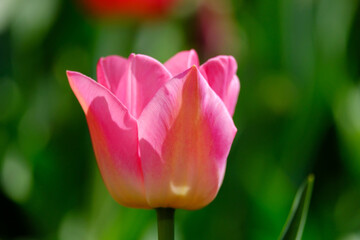 Fototapeta premium Beautiful pink tulip flower on a blurred background, close-up