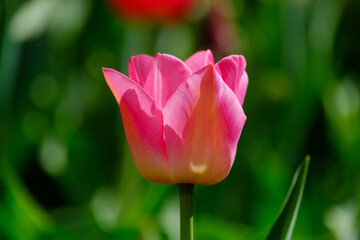 Beautiful pink tulip flower on a blurred background, close-up