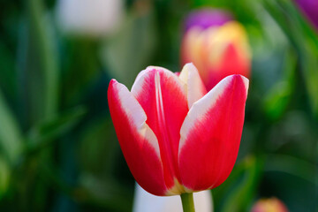 Beautiful red tulip flower on a blurred background, close-up