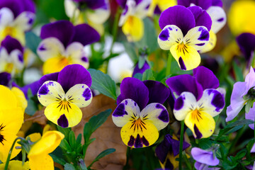 Lilac and yellow variegated pansies, close-up.