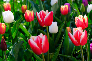 Beautiful colorful tulips in the field, close-up