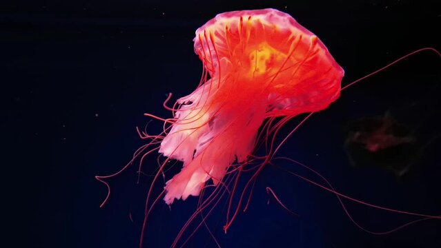 Jellyfish swimming shot on side view 4k footage.