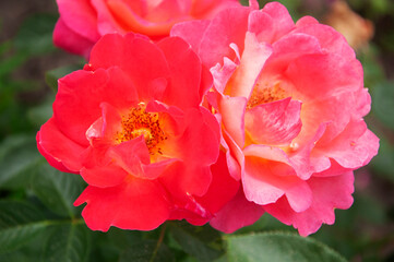 Rose Decor Arlequin close-up. High quality photo