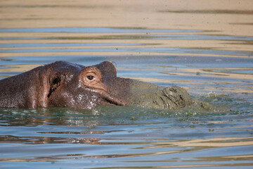 Fototapeta premium Hippopotamus blowing bubbles in the water, Kruger National Park, South Africa