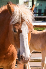 Close-up of a beautiful horse. Pets.