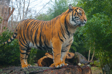 Plakat Selective focus, out of focus, a tiger stands on the trunk of a tree.