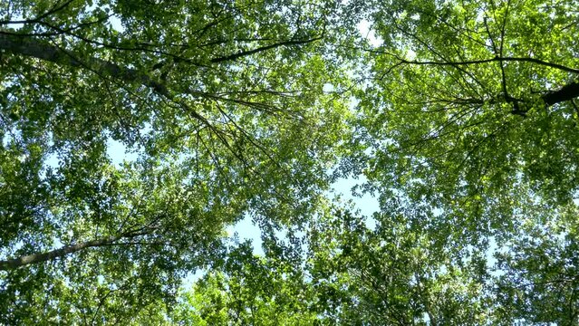 Tree tops with branches and green leaves on a background of blue sky. The wind sways the branches of trees in the forest.