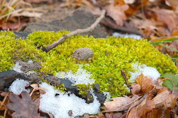 On the green moss lies the first snow in the forest.
