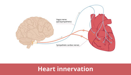 Heart innervation. Basic scheme of heart contraction and heart rate control system via vagus nerve and sympathetic cardiac nerves.