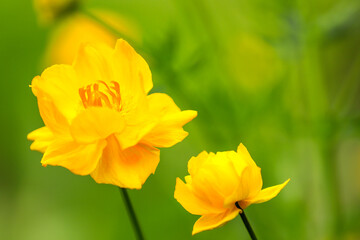 Trollius flowers close up, flowers yellow in the garden. Soft focus