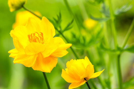 Trollius flowers close up, flowers yellow in the garden