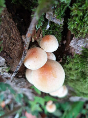 mushrooms in the forest