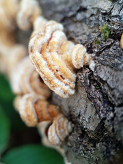 mushrooms on a tree