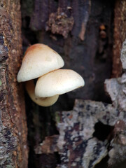 mushrooms in the forest