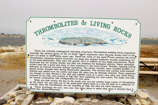 Thrombolites of Flower's Cove western Newfoundland, Canada. Fossilized Cambrian mounds formed by Cyanobacteria