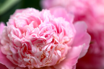 Light pink blooming peony flower, macro. Soft focus. Blurred