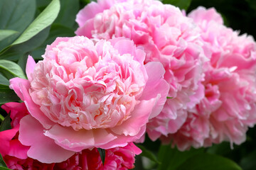 Light three pink blooming peony flower, close up. Soft focus. Summer flower