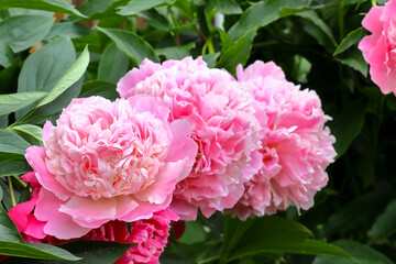 Light three pink blooming peony flower. Summer flowers