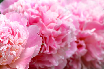 Light three pink blooming peony flower. Close up. Soft focus. Summer flowers