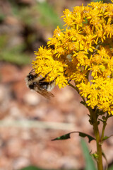 Bumblebee on Yellow Flowers