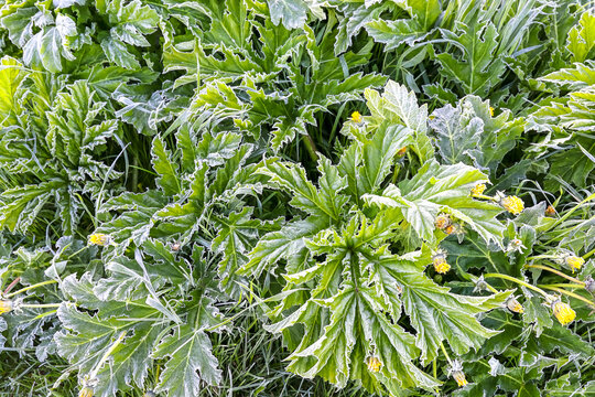 Cold spring morning. Frost. Heracleum sosnowskyi