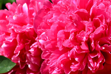 Pink beautiful peony flower blooms close up