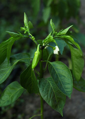 green pepper in the garden