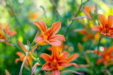 Orange bright daylily flowers in the garden on a sunny day. Summer floral background.