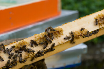 Edge of hive frame with bees and a built in small honeycomb, on a sunny summer day in an apiary. Beekeeping concept image. Close up, selective focus