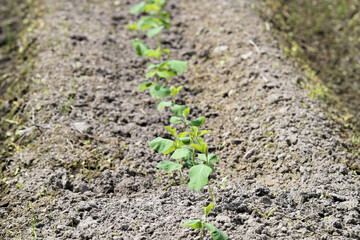 黒豆（丹波黒）　苗 定植直後の畑　6月