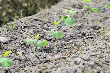 黒豆（丹波黒）　苗 定植直後の畑　6月