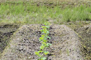 黒豆（丹波黒）　苗 定植直後の畑　6月