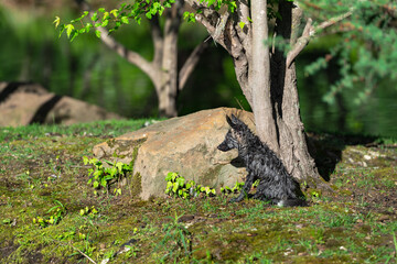 Cross Fox Kit (Vulpes vulpes) Sits Looking Left by Rock and Tree Summer