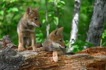 Coyote Pups (Canis latrans) Lie on Log Looking Right Summer