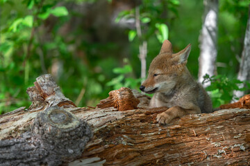 Coyote Pup (Canis latrans) Lies on Log Eyes Closed Ears Back Summer