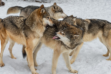 Grey Wolf (Canis lupus) Snarls and Shows Tongue to Packmate in Huddle Winter
