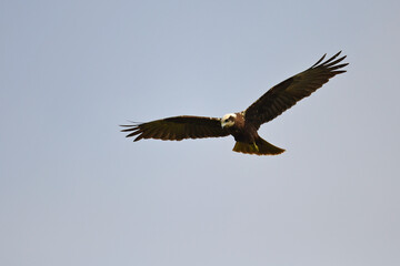 Western Marsh-Harrier // Rohrweihe (Circus aeruginosus) 