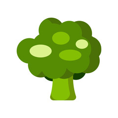 Fresh broccoli isolated on white background. Vegetables