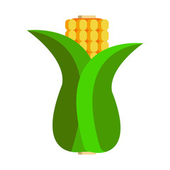 Illustration of wrapped corn isolated on white background. Fresh corn. 