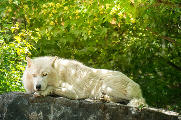 white wolf resting on on rock in forest