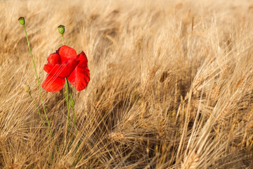 coquelicot