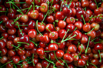 Many reddish ripe cherries. Beautiful berries.