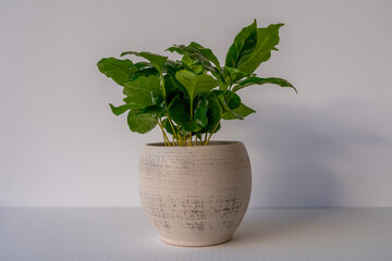 Coffea arabica in white stone pot, young coffee plant, white background, isolated, copy space