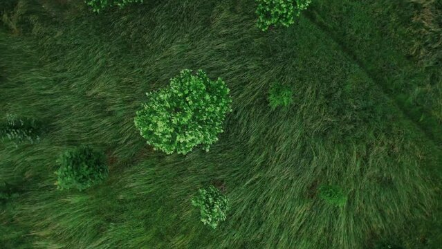 Top down aerial of the trees and grass in park in windy weather, 4k