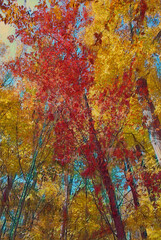 Fall foliage image edited to look like an impression acrylic painting. 