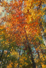 Fall foliage image edited to look like an impressionist-style painting. 